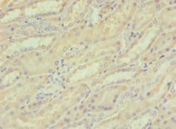 Invitrogen LZIP Polyclonal Antibody 100 &mu;L; Unconjugated:Antibodies,