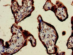 Invitrogen CSH2 Polyclonal Antibody 100 &mu;g; Unconjugated:Antibodies,