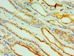 Invitrogen Cathepsin V Polyclonal Antibody 100 &mu;L; Unconjugated:Antibodies,