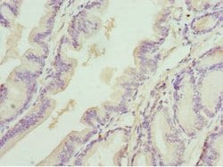 Invitrogen DEDD Polyclonal Antibody 100 &mu;L; Unconjugated:Antibodies,