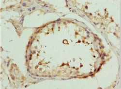 Invitrogen DEDD Polyclonal Antibody 100 &mu;L; Unconjugated:Antibodies,