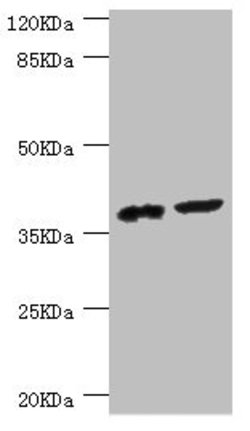 Invitrogen DEDD Polyclonal Antibody 100 &mu;L; Unconjugated:Antibodies,