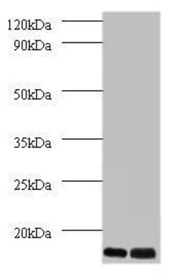 Invitrogen MP68 Polyclonal Antibody 100 &mu;g; Unconjugated:Antibodies,