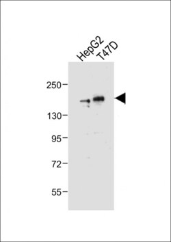 Invitrogen HDAC6 Polyclonal Antibody 400 &mu;L; Unconjugated:Antibodies,
