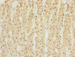 Invitrogen DHRS3 Polyclonal Antibody 100 &mu;g; Unconjugated:Antibodies,