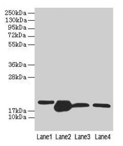 Invitrogen DHRS3 Polyclonal Antibody 100 &mu;g; Unconjugated:Antibodies,