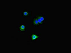 Invitrogen DOK2 Polyclonal Antibody 100 &mu;g; Unconjugated:Antibodies,