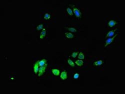 Invitrogen DPM1 Polyclonal Antibody 100 &mu;g; Unconjugated:Antibodies,