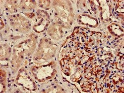 Invitrogen DPM1 Polyclonal Antibody 100 &mu;g; Unconjugated:Antibodies,