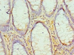 Invitrogen EED Polyclonal Antibody 100 &mu;L; Unconjugated:Antibodies,