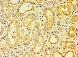 Invitrogen ENTPD5 Polyclonal Antibody 100 &mu;L; Unconjugated:Antibodies,