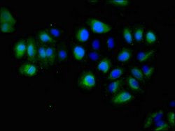 Invitrogen EphA5 Polyclonal Antibody 100 &mu;g; Unconjugated:Antibodies,