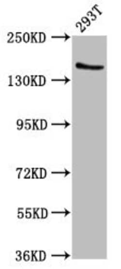 Invitrogen EPRS Polyclonal Antibody 100 μg; Unconjugated:Antibodies,