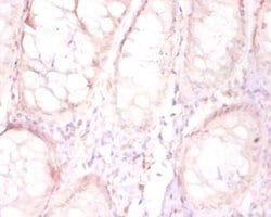 Invitrogen FAM110B Polyclonal Antibody 100 &mu;g; Unconjugated:Antibodies,