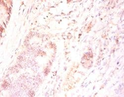 Invitrogen FAM110B Polyclonal Antibody 100 &mu;g; Unconjugated:Antibodies,
