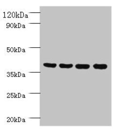 Invitrogen FAM110B Polyclonal Antibody 100 &mu;g; Unconjugated:Antibodies,