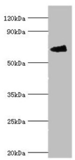 Invitrogen FANCG Polyclonal Antibody 100 μL; Unconjugated:Antibodies,