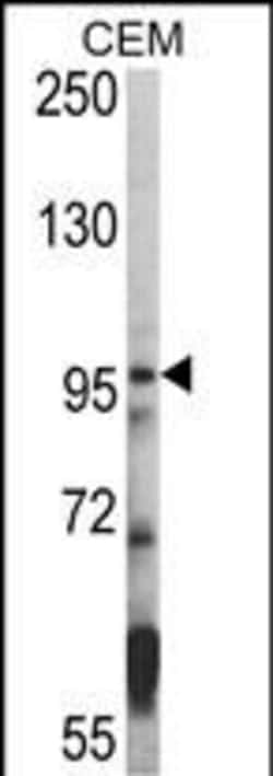 Invitrogen HDAC7 Polyclonal Antibody 400 &mu;L; Unconjugated:Antibodies,