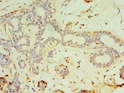 Invitrogen FGF6 Polyclonal Antibody 100 μL; Unconjugated:Antibodies,