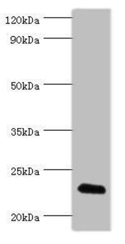 Invitrogen FGF6 Polyclonal Antibody 100 μL; Unconjugated:Antibodies,