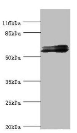 Invitrogen GABRR1 Polyclonal Antibody 100 μL; Unconjugated:Antibodies,