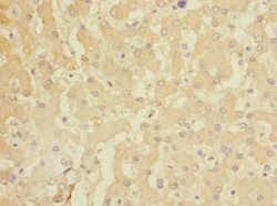 Invitrogen GADD45G Polyclonal Antibody 100 &mu;L; Unconjugated:Antibodies,