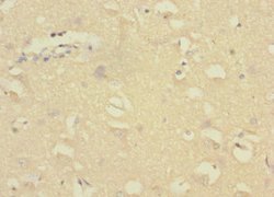 Invitrogen GADD45G Polyclonal Antibody 100 &mu;L; Unconjugated:Antibodies,