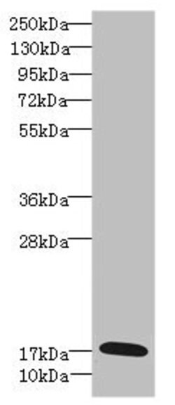 Invitrogen GADD45G Polyclonal Antibody 100 &mu;L; Unconjugated:Antibodies,