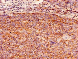 GBP2 Polyclonal Antibody, Invitrogen 100 &mu;g; Unconjugated:Antibodies,
