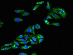 Invitrogen Connexin 50 Polyclonal Antibody 100 μg; Unconjugated:Antibodies,