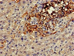 Invitrogen Connexin 50 Polyclonal Antibody 100 μg; Unconjugated:Antibodies,