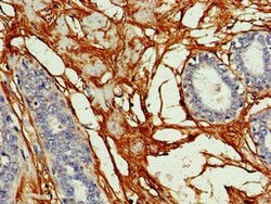 Invitrogen Connexin 50 Polyclonal Antibody 100 μg; Unconjugated:Antibodies,