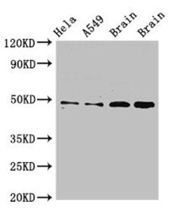 Invitrogen Connexin 50 Polyclonal Antibody 100 μg; Unconjugated:Antibodies,