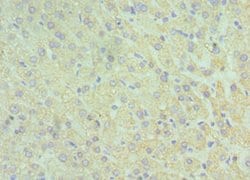 Invitrogen GluD2 Polyclonal Antibody 100 &mu;L; Unconjugated:Antibodies,