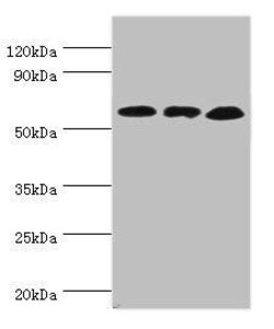 Invitrogen GluD2 Polyclonal Antibody 100 &mu;L; Unconjugated:Antibodies,