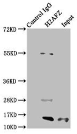 Invitrogen H2A.ZK7ac Polyclonal Antibody 100 &mu;L; Unconjugated:Antibodies,