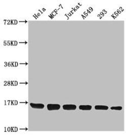 Invitrogen H3.3K79me2 Polyclonal Antibody 100 μL; Unconjugated:Antibodies,