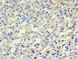 Invitrogen HARS Polyclonal Antibody 100 &mu;L; Unconjugated:Antibodies,