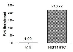 Invitrogen 2-hydroxyisobutyryl-Histone H1.2 (Lys109) Polyclonal Antibody