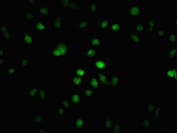 Invitrogen 2-hydroxyisobutyryl-Histone H1.2 (Lys109) Polyclonal Antibody