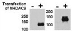 Invitrogen HDAC9 Polyclonal Antibody 400 &mu;L; Unconjugated:Anticorps,