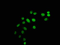 Invitrogen Mono-Methyl-Histone H1.2 (Lys45) Polyclonal Antibody 100 &mu;L;