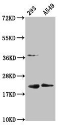 Invitrogen Mono-Methyl-Histone H1.2 (Lys45) Polyclonal Antibody 100 &mu;L;