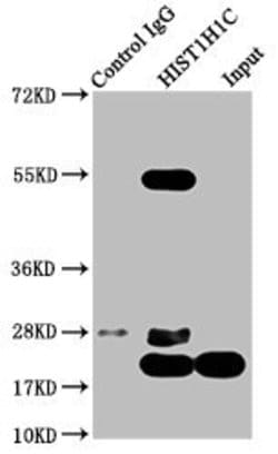Invitrogen Di-Methyl-Histone H1.2 (Lys45) Polyclonal Antibody 100 &mu;L;