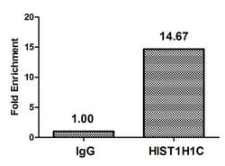 Invitrogen Acetyl-Histone H1.2 (Lys84) Polyclonal Antibody 100 &mu;L; Unconjugated:Antibodies,