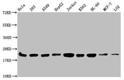 Invitrogen Mono-Methyl-Histone H1.2 (Lys186) Polyclonal Antibody 100 &mu;L;