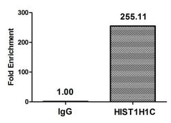 Invitrogen Acetyl-Histone H1.2 (Lys96) Polyclonal Antibody 100 &mu;L; Unconjugated:Antibodies,