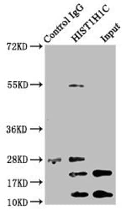 Invitrogen Acetyl-Histone H1.2 (Lys96) Polyclonal Antibody 100 &mu;L; Unconjugated:Antibodies,