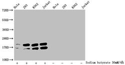 Invitrogen Acetyl-Histone H1.2 (Lys96) Polyclonal Antibody 100 &mu;L; Unconjugated:Antibodies,