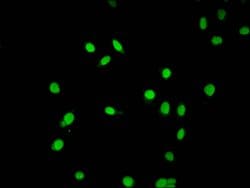 Invitrogen Acetyl-Histone Macro-H2A.1 (Lys9) Polyclonal Antibody 100 &mu;L;